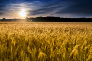 wheat field in kansas